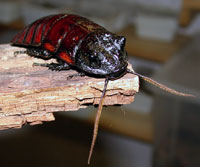 Nærbilde av en hvesekakerlakk-hann (hannene har to horn og hårete antenner). Foto: Jan Ove Rein.