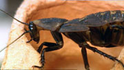 Kakerlakker sprer smittestoffer. Foto: NRK.