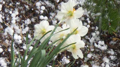 "Hvitt i hvitt" er nok en korrekt beskrivelse av blomsterbedene i Halden-området søndag ved middagstider. Foto: Rainer Prang, NRK. 
