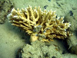 En stor korall-grein revet opp med roten i Andaman-havet. Det tar tiår for en korall å vokse seg stor. (Foto: K.Moses, AP)
