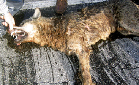 Ulven ble avlivet etter å ha blitt hardt skadet i en påkjørsel i dag tidlig. Foto fra Eidskog kommune sine nettsider.