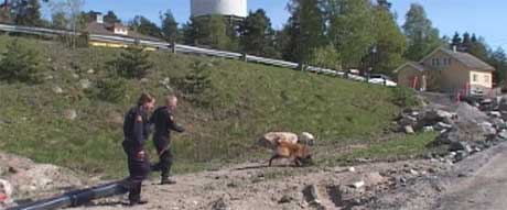 Politiet brukte hund i jakten på sjåføren som hadde stukket av fra ulykken. (Foto: Stephan Reis NRK ) 