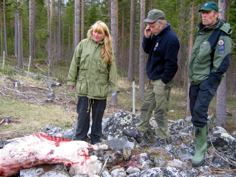 DREDT AV BJØRN: Bente Aamodt, Esben Bø og Tore J. Haugen inspiserer sauekadavra i Skjåk.