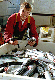 Fisk er penger, også på Sunnmøre. Foto: Kjell Herskedal / SCANPIX