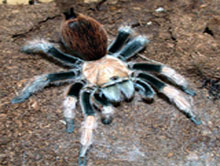 Tarantellene er flottest rett etter et hudskifte. Her en nyskiftet Aphonopelma chalcodes fra USA. Foto: J.O. Rein. Tarantellene er flottest rett etter et hudskifte. Her en nyskiftet Aphonopelma chalcodes fra USA. Foto: J.O. Rein.