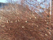 Her har vi funnet flere gråspurver som gjemmer seg i en stor busk. Foto: NRK