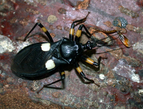 De afrikanske rovtegene (Platymeris biguttatus) har typiske løpebein, som er nødvendig da disse tegene er rovdyr som jakter på bevegelige byttedyr. Foto: Jan Ove Rein. De afrikanske rovtegene (Platymeris biguttatus) har typiske løpebein, som er nødvendig da disse tegene er rovdyr som jakter på bevegelige byttedyr. Foto: Jan Ove Rein.