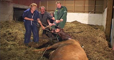 Storfehaldar Gunleik Aspheim på Ulefoss måtte i natt skyte ei ku etter at dyret fikk problem under kalvinga. Foto: NRK