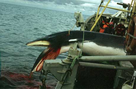 Norsk hvalfangst er omdiskutert. Bildet viser en hval tatt i 1993 under forskningsfangst. (Foto: Scanpix)