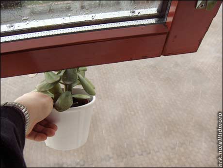 ... vanner plantene på naturlig måte: Bare når det regner... (Innsendt av Einar Baggerud, som skriver: Noen vil sikkert kalle meg en tøffel, da jeg har latt samboeren min plassere en plante på mitt kontor. Men jeg vanner den iallfall på mannfolkvis!) 