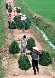 Vietnam har greid å redusere fattigdommen betraktelig de siste ti årene. Foto: AFP/Scanpix Vietnam har greid å redusere fattigdommen betraktelig de siste ti årene. Foto: AFP/Scanpix