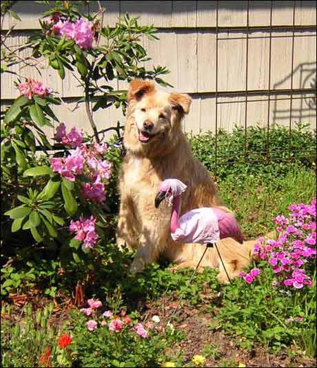 Homofil hund nyter sommertilværelsen.