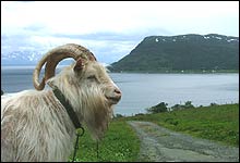 Stabukker: Hippiene på Karlsøya ville ikke leve i forbrukersamfunnet, og startet eget jordbruks-kollektiv med geitehold som hovednæring. (Foto: Merete Glorvigen)