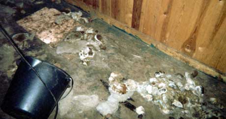 I rapporten fra den lokale dyrevernnemnda heter at det hunden vasset i møkk og oppkast. Foto: Dyrevernnemnda I rapporten fra den lokale dyrevernnemnda heter at det hunden vasset i møkk og oppkast. Foto: Dyrevernnemnda
