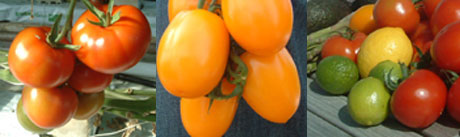 Tomater har positiv effekt på allergi. Foto: Wenche Lamo Hadland