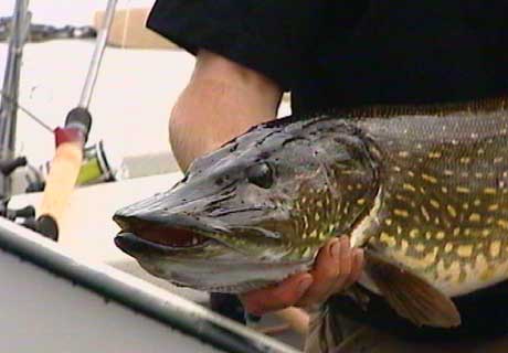 Fiske med Popper. Agn etter abbor og gjedde. fiske