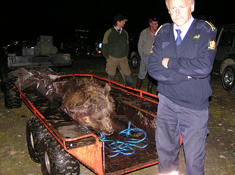 Bjørnen ble i natt fraket ut av jaktområdet og blir i dag undersøkt av myndighetene. Foto: Karl Audun Fagerli Bjørnen ble i natt fraket ut av jaktområdet og blir i dag undersøkt av myndighetene. Foto: Karl Audun Fagerli