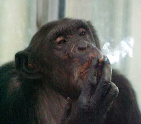 Aiai nyter en sigarett i buret sitt. (Foto: Scanpix / Reuters