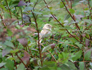 Det er et uvanlig syn med blonde spurver. Nå kan du se dem i Seljord. (Foto: Asbjørn Torgersen) Det er et uvanlig syn med blonde spurver. Nå kan du se dem i Seljord. (Foto: Asbjørn Torgersen)