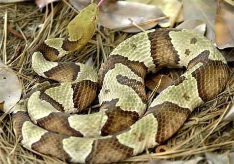 En hopperhode-mokasin er en giftig slange. To av slangene var små utgaver av denne typen. (Arkivfoto: Scanpix/AP Photo/Lou Krasky)