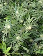 Cannabisplanter. Foto: AP/Scanpix - Tyler Brownbridge Cannabisplanter. Foto: AP/Scanpix - Tyler Brownbridge