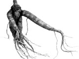 Harry Potter-rota, alrune (Mandragora officinarum). Foto: UiO/NRK Harry Potter-rota, alrune (Mandragora officinarum). Foto: UiO/NRK
