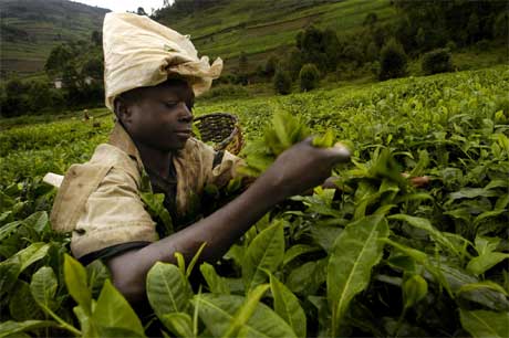 Landbruket i fattige land lider under landbrukssubsidier i rike land. Bildet viser en teplukker i Rwanda. (Foto: Gianluigi Guerica/ AFP/ Scanpix) 