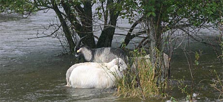 To sauer, eit lam og ein geitebukk står fast i Åheimselva (Foto: Sigve Slagnes, Synste Møre)
