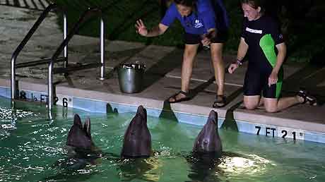 Marci Romagnoli og Ruth Calain fra Gulfport Oceanarium mater babydelfinene som ble evakuert til svømmebassenget på et hotell Foto: AP Marci Romagnoli og Ruth Calain fra Gulfport Oceanarium mater babydelfinene som ble evakuert til svømmebassenget på et hotell Foto: AP