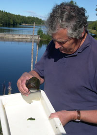 NIVA-forsker Gösta Kjellberg studerer algene han har hentet opp fra elva. Foto: Anne Næsheim/Nrk