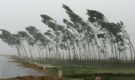 Trær i Hua Loc på nordkysten av Vietnam bøyer seg for "Damrey" (Scanpix /AP)