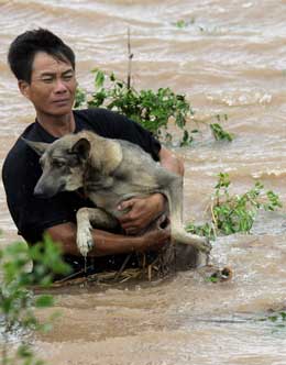 REDDER HUNDEN: En bonde redder hunden sin fra flomvannet i Hai Hoa i Nam Dinh-provinsen. (Foto:  Hoang Dinh Nam / AFP / Scanpix)