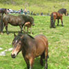 Hesteslepp i Sikkilsdalen