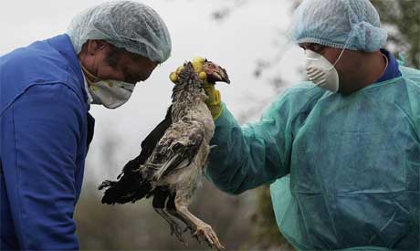 Fugleviruset som er oppdaga i Romania er av det mest aggressive slaget. (Foto: AFP/Scanpix)