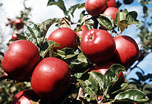 Ønsker du norske epler til jul må du hamstre nå. Foto: NTB-arkivfoto / SCANPIX 