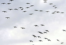 Fugleinfluensaen kan komme hit til landet med trekkfugler. Foto: Richardsen / SCANPIX