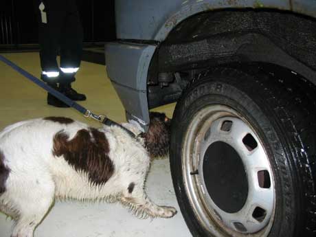 Det var en av tollvesenets hunder som sniffet seg fram til alle beslagene (Foto: Tollvesenet)
