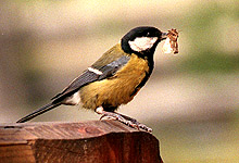 Er det lurt å invitere småfuglene nesten inn på dørstokken ved å legge mat på fuglebrettet? Foto: Paul kleiven, SCANPIX 