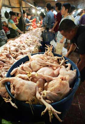 Kyllinger til salgs på et marked i Jakarta denne uka. (Foto: Scanpix / Reuters)