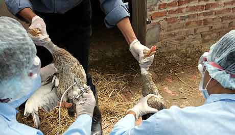 Ender vaksineres mot fugleinfluensa i Nam Dinh-provinsen i Vietnam. Foto; Hoang Dinh, AFP