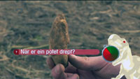 Det er ulike metodar å drepa potetter på. Foto: NRK.