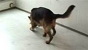 Likhund i aksjon. Foto: Politihøgskolen. Likhund i aksjon. Foto: Politihøgskolen.