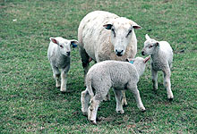 Norgesgruppen ønsker å selge ferskt lammekjøtt i grillsesongen. Foto: SCANPIX