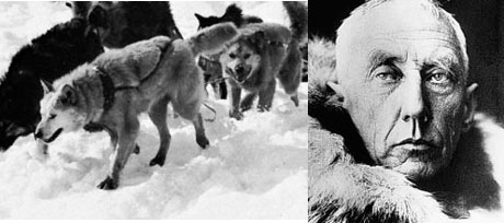 Roald Amundsen og de andre polfarerne hadde ikke kommet langt uten hjelp fra hundene. Foto: UPI/Bettmann.