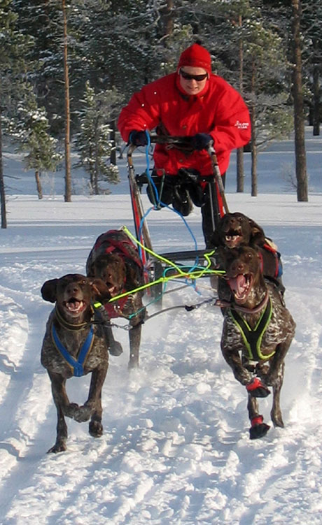 Sledehundkjøring er gøy! Foto: Trine Sørum.