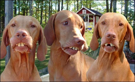 Hunder av rasen Svensk setter er kjent for raskt å kunne snuse seg fram til sild og akevitt. Og snus. 