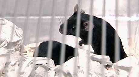 Forskningen på genmodifiserte mus har blitt mer vanlig. Foto: NRK