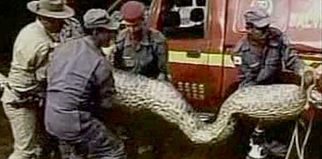 STORSPISER: Den to meter lange slangen spiste en 150 kg tung kalv. (Foto: RTV)