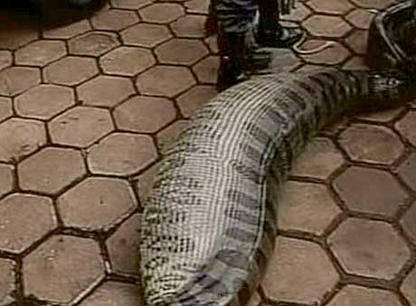 GAV SLIPP PÅ BYTTET: Anakonda-slangen ble sluppet fri en stund etter at den hadde kastet opp kalven. (Foto: RTV)