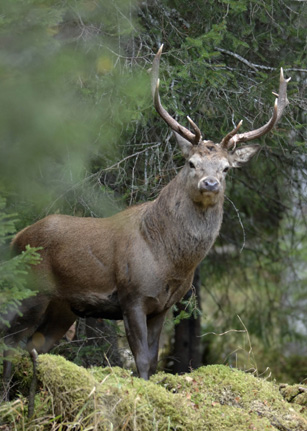 En flott kronhjort i gammelskog, en av aktørene i Ut i Naturen denne gang. (Foto: Arne Nævra)